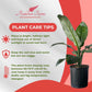 Spathiphyllum Sensation 'Peace Lily' Live Plant, Indoor/Outdoor, 10 in Grower Pot