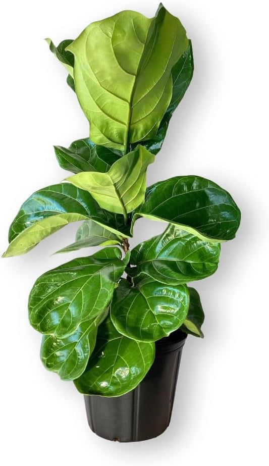 Ficus Lyrata Live Plant Indoor/Outdoor in 10 in Grower Pot, Green
