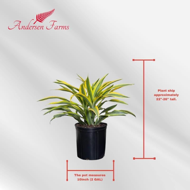 Dracaena Lemon Lime Live Plant, Indoor/Outdoor, 10-inch Grower Pot