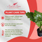 Alocasia Portora 'Elephant Ear' Live Plant, 10in Grower Pot, Indoor/Outdoor