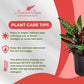 Calathea Lancifolia Live Plant Indoor/Outdoor in 10 in Grower Pot, Green, White
