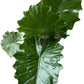 Alocasia Portora 'Elephant Ear' Live Plant, 10in Grower Pot, Indoor/Outdoor