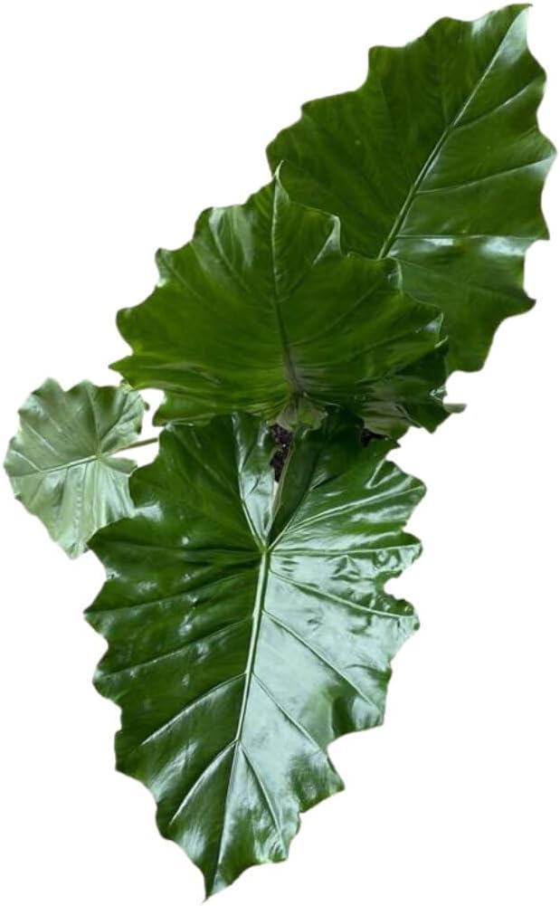 Alocasia Portora 'Elephant Ear' Live Plant, 10in Grower Pot, Indoor/Outdoor