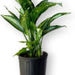 Dieffenbachia Panther Live Plant Indoor/Outdoor in 10 in Grower Pot, Green, White