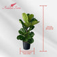 Ficus Lyrata Live Plant Indoor/Outdoor in 10 in Grower Pot, Green
