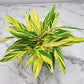 Variegated Ginger - Alpinia Zerumbet Variegata