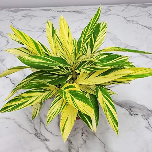 Variegated Ginger - Alpinia Zerumbet Variegata