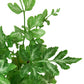 Ferns