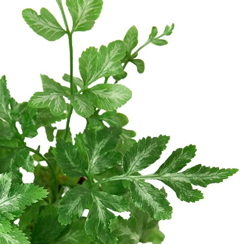 Ferns