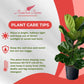 Ficus Lyrata Live Plant Indoor/Outdoor in 10 in Grower Pot, Green
