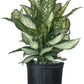 Dieffenbachia Tiki Live Houseplant Ideal for Home and Office Decor (24-28 inches Tall) in 10 inch Grower Pot