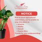 Alocasia Calidora Live Plant Indoor/Outdoor in 10 in Grower Pot, Green