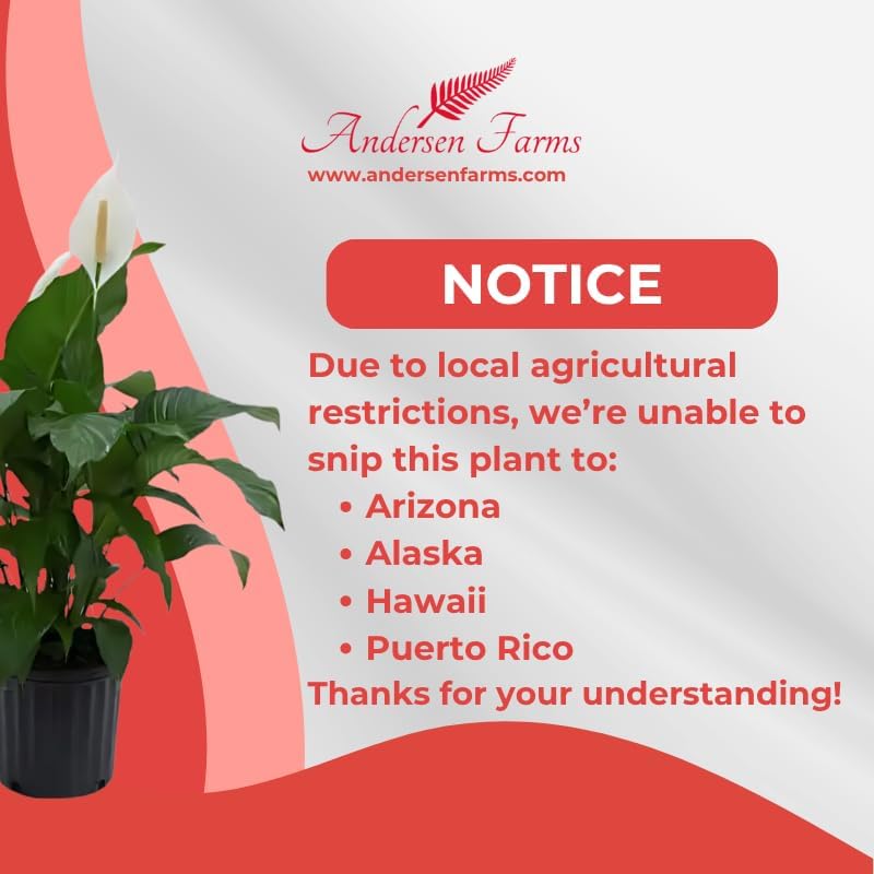 Spathiphyllum Sweet Pablo Plant 'Peace Lily' Live Plant - Indoor/Outdoor in 10-inch Grower Pot