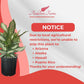 Dieffenbachia Tiki Live Houseplant Ideal for Home and Office Decor (24-28 inches Tall) in 10 inch Grower Pot