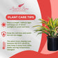 Dracaena Lemon Lime Live Plant, Indoor/Outdoor, 10-inch Grower Pot