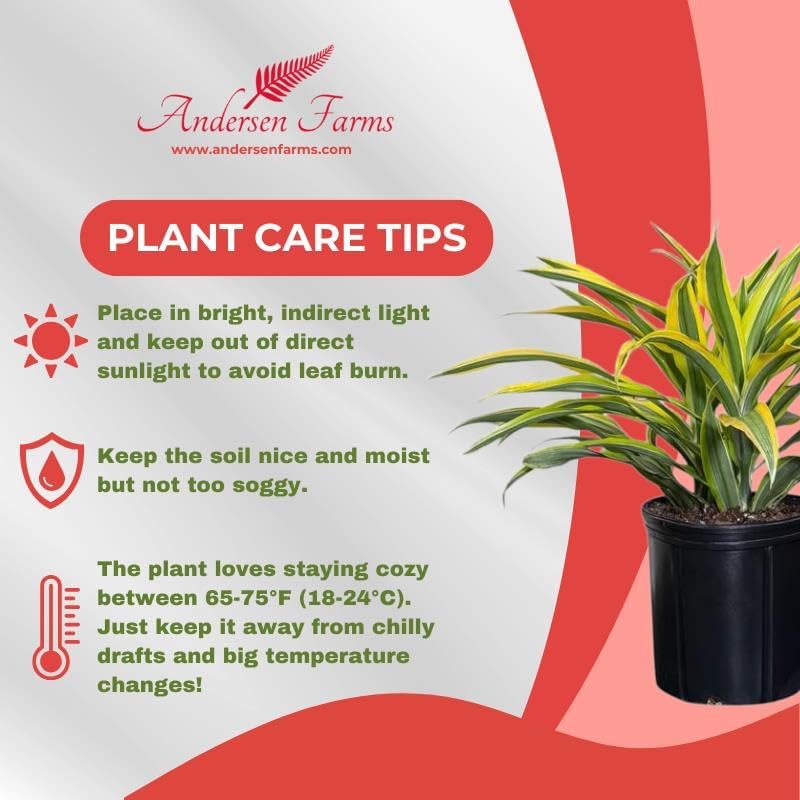 Dracaena Lemon Lime Live Plant, Indoor/Outdoor, 10-inch Grower Pot