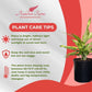 Dieffenbachia Starbright Live Plant, Indoor/Outdoor, 10-inch Pot, Yellow and Green