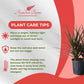 Dracaena Marginata Magenta Live Indoor/Outdoor Plant in 10 in Grower Pot