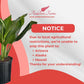 Aglaonema Silver Bay Live Plant Indoor/Outdoor in 10 in Grower Pot