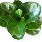 Ficus Lyrata Live Plant Indoor/Outdoor in 10 in Grower Pot, Green