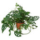 Monstera