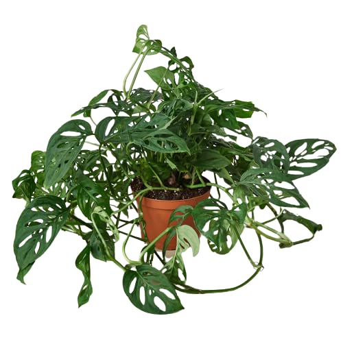 Monstera
