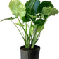 Alocasia Calidora Live Plant Indoor/Outdoor in 10 in Grower Pot, Green