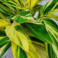 Variegated Ginger - Alpinia Zerumbet Variegata