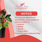 Calathea Warscewiczii Live Plant Indoor/Outdoor in 10 in Grower Pot, Green, White