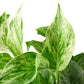 Pothos