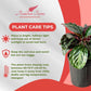 Calathea Medallion Live Plant Indoor/Outdoor in 10 in Grower Pot, Green, Rose