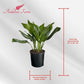 Aglaonema Silver Bay Live Plant Indoor/Outdoor in 10 in Grower Pot