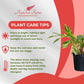 Alpina Varigated Ginger Live Plant, Indoor/Outdoor, 10-inch Grower Pot