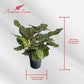 Calathea Makoyana Live Plant Indoor/Outdoor in 10 in Grower Pot