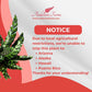 Calathea Lancifolia Live Plant Indoor/Outdoor in 10 in Grower Pot, Green, White