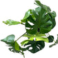 Philodendron Monstera Live Plant Indoor/Outdoor in 10 in Grower Pot