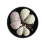 Lithops & Succulent Collection