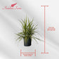 Dracaena Marginata Kiwi Live Plant – 10-inch Grower Pot, Indoor/Outdoor Houseplant