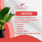 Alocasia California Live Plant Indoor/Outdoor in 10 in Grower Pot, Green