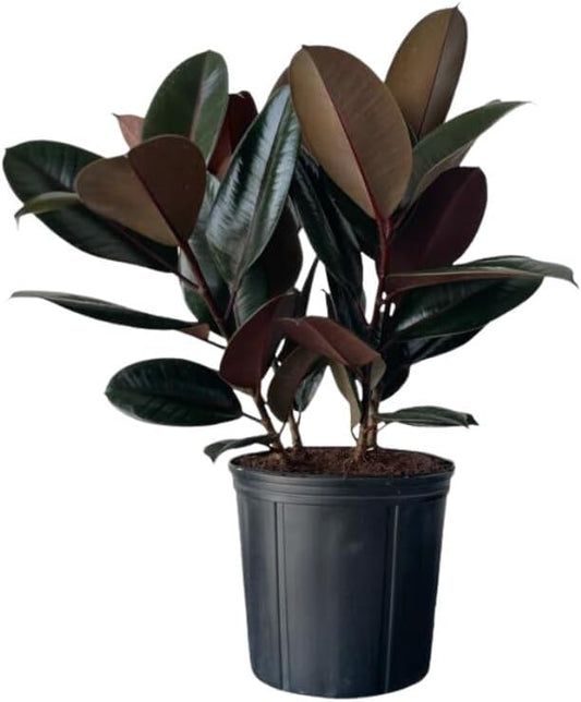 Burgundy Ficus Live Indoor/Outdoor Plant 10" Growers Pot