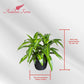Dracaena Hawaiian Sunshine Live Plant, Indoor/Outdoor, 10-inch Grower Pot