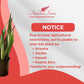 Sansevieria Zeylanica Live Plant Indoor/Outdoor in 10 in Grower Pot