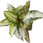 Dieffenbachia Tiki Live Houseplant Ideal for Home and Office Decor (24-28 inches Tall) in 10 inch Grower Pot