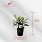 Ficus Tineke, Live Indoor Plants in Grower Pot, Natural Air Purifier in Well-Drained Moist Soil, Gift for Plant Lovers, Birthday Gift, Living Room, Bedroom Decor, 10 Inch, Variegated