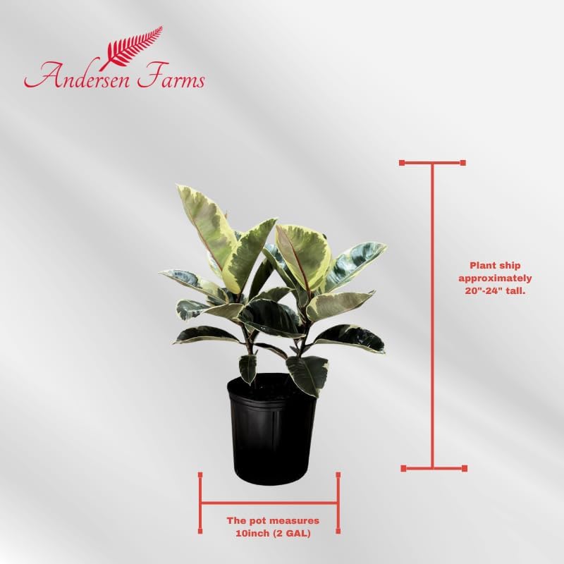 Ficus Tineke, Live Indoor Plants in Grower Pot, Natural Air Purifier in Well-Drained Moist Soil, Gift for Plant Lovers, Birthday Gift, Living Room, Bedroom Decor, 10 Inch, Variegated