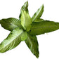 Dieffenbachia Camouflage Live Indoor/Outdoor Plant, 10 in Grower Pot