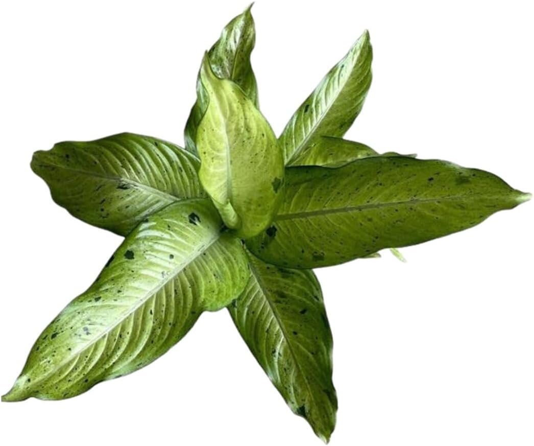 Dieffenbachia Camouflage Live Indoor/Outdoor Plant, 10 in Grower Pot