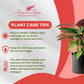 Calathea Warscewiczii Live Plant Indoor/Outdoor in 10 in Grower Pot, Green, White