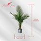 Majesty Palm Live Plant Indoor/Outdoor in 10 in Grower Pot