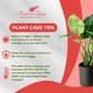 Alocasia Calidora Live Plant Indoor/Outdoor in 10 in Grower Pot, Green